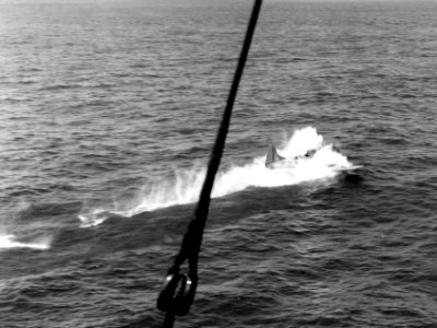 Douglas SBD-3 Dauntless of VB-3 ditching during the Battle of Midway, 4 June 1942 (80-G-32307)