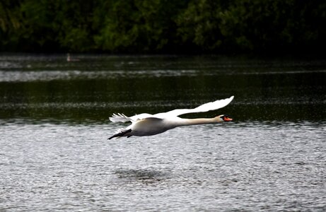 Bird nature water