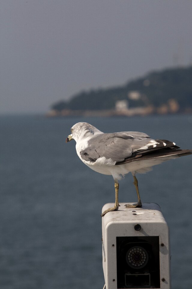 Birds the gull on the sea flight