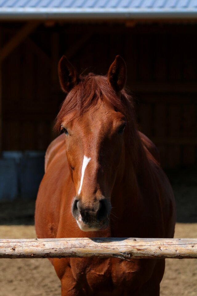 Pen animal stable