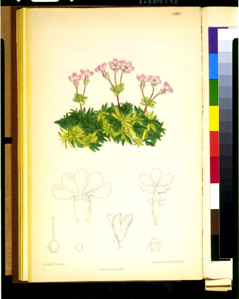 Douglasia laevigata) - M.S. del., C. Fitch, lith. ; Vincent Brooks Day & Son imp LCCN95522753