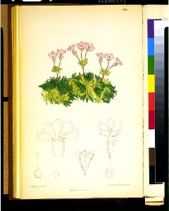 Douglasia laevigata) - M.S. del., C. Fitch, lith. ; Vincent Brooks Day & Son imp LCCN95522753