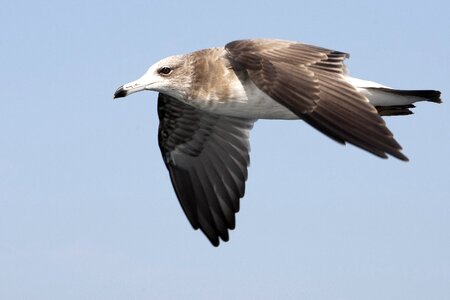 Birds the gull on the sea flight photo