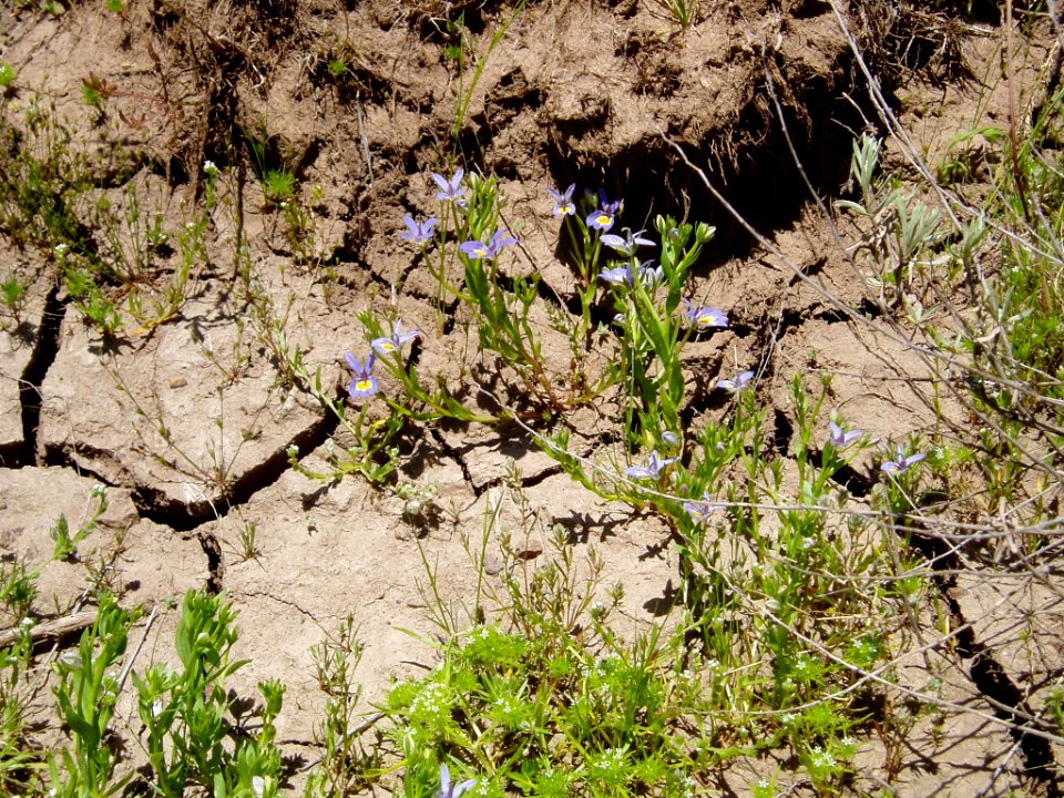 Downingia bacigalupii flowering in SW Idaho 3