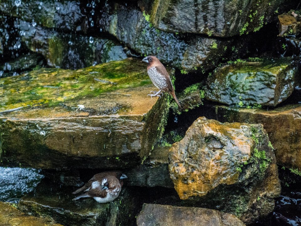 Waterfall stones stone