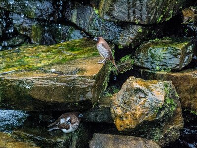 Waterfall stones stone photo