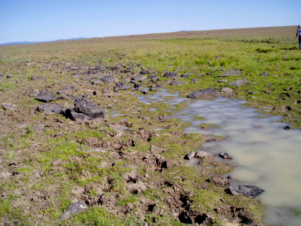 Downingia bacigalupii habitat in SW Idaho 3