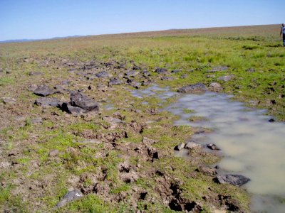 Downingia bacigalupii habitat in SW Idaho 3