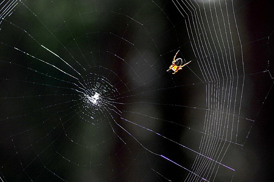 Forest hotel spider's web