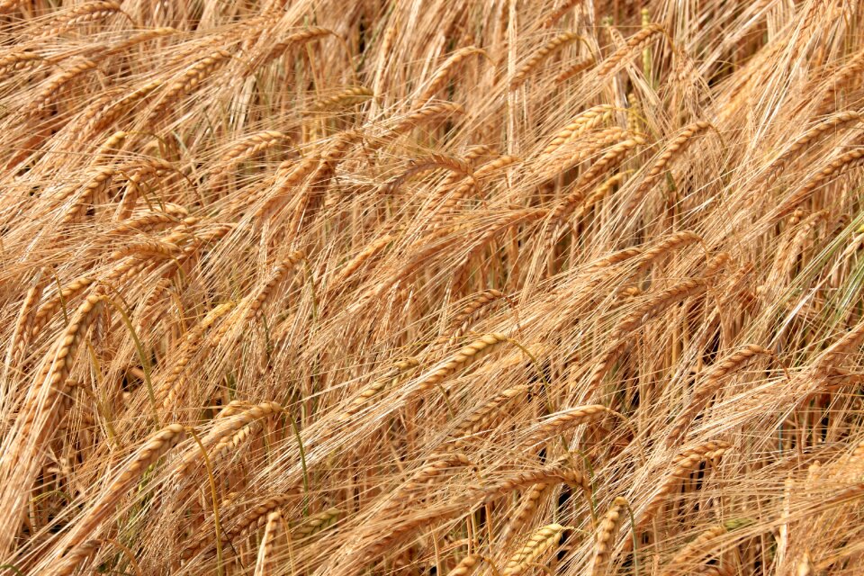 Plant background nature