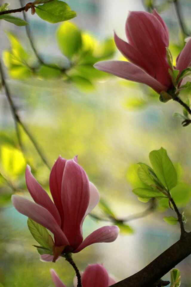 Leaf garden spring flowers photo