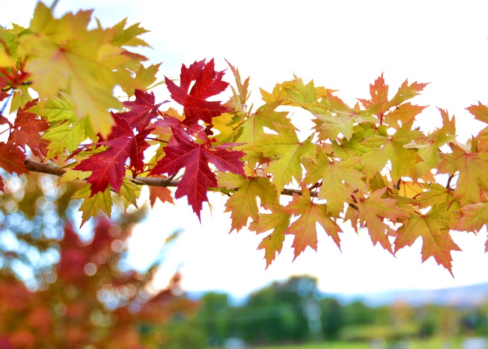 Yellow orange red