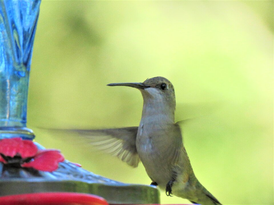 Close up hummingbird wildlife