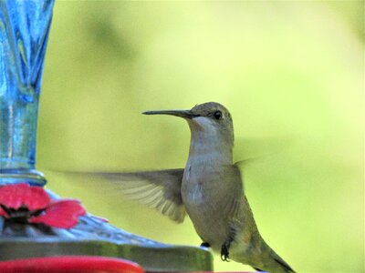 Close up hummingbird wildlife photo