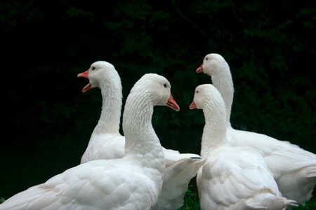 Duck swan bird photo