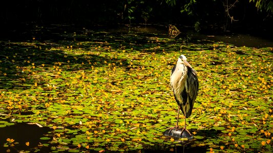 Eastern water bird wilderness