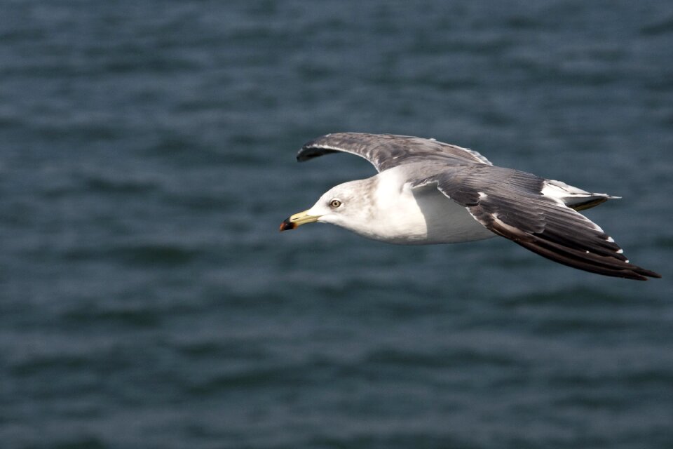 Birds the gull on the sea flight photo