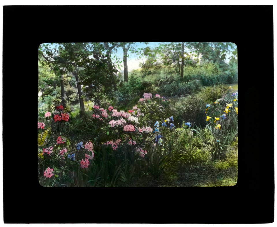 Dr. Charles William Richardson house, Chevy Chase, Washington, D.C. Rhododenron LCCN2008675769