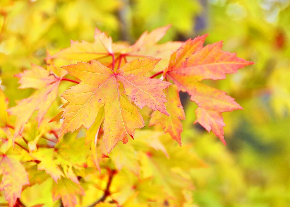 Yellow red orange