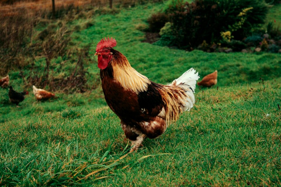 Farm animal chicken