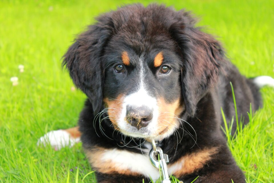 Good bernese mountain dog pet