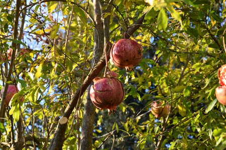 In the autumn mature nature