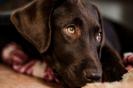 Portrait pet puppy photo