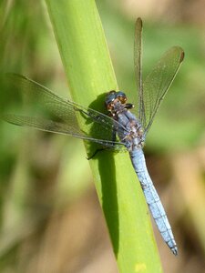 Leaf wetland orthetrum cancellatum photo