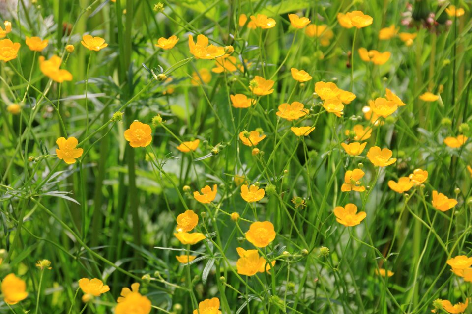 Buttercup nature plant