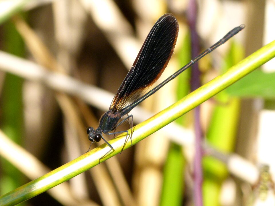 Calopteryx haemorrhoidalis stem wetland