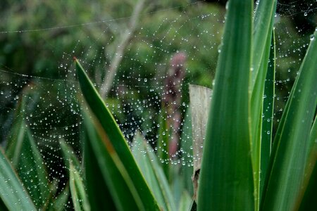 Nature spider web