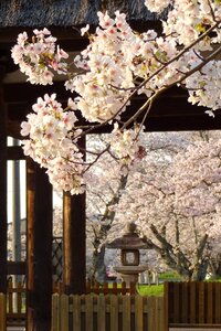 Shrine beautiful japan