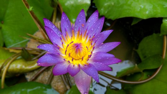 Flower spicy scenes natural