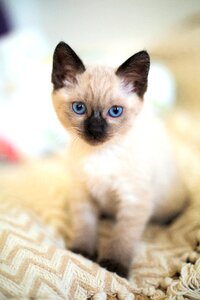 Pet cat kitten photo