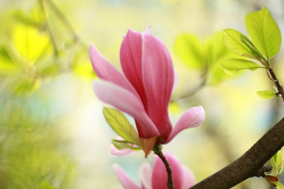 Leaf garden spring flowers photo