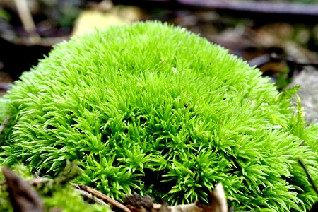 Forest undergrowth plating