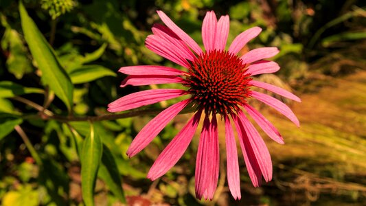 Bloom meadow shining coneflower