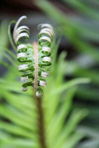 Plant nature background