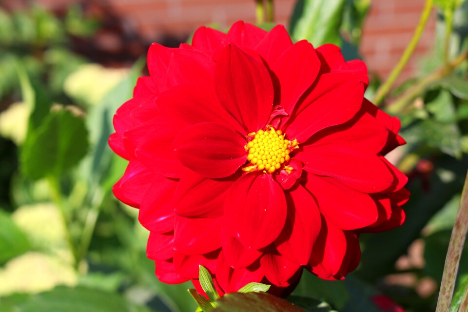 Blossom bloom ornamental plant