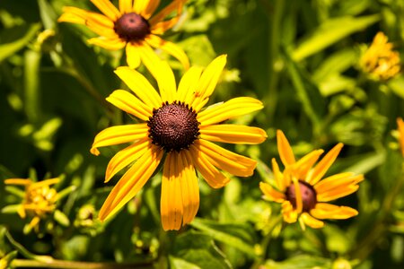 Bloom shining coneflower yellow flowers photo