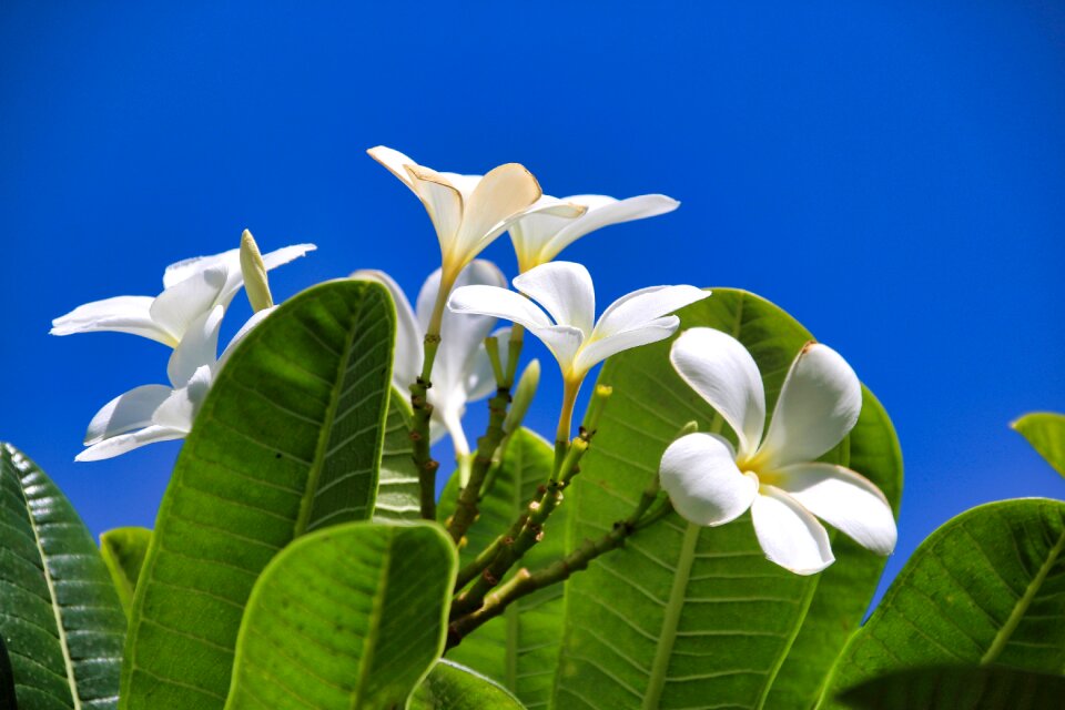 Nature tropical plant