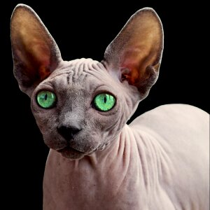 Pet cat sphynx