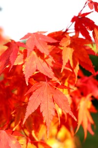 Fall foliage fall color maple
