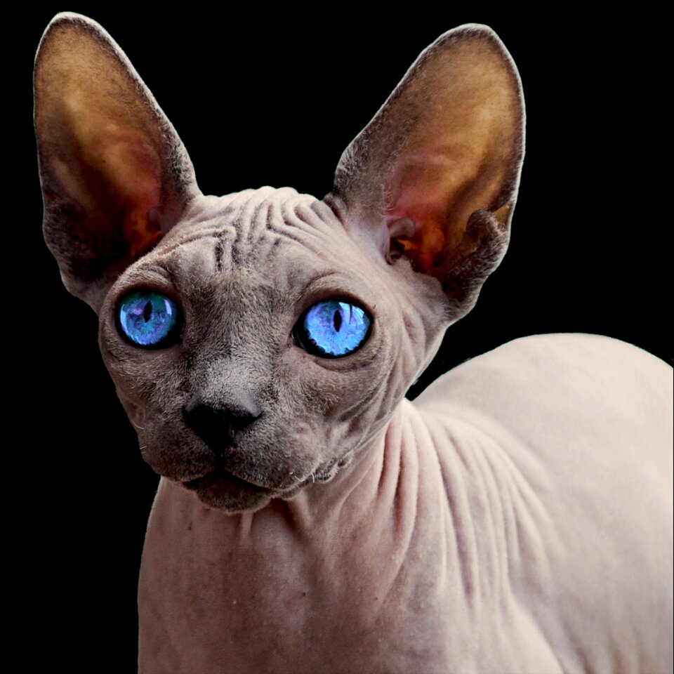 Pet cat sphynx