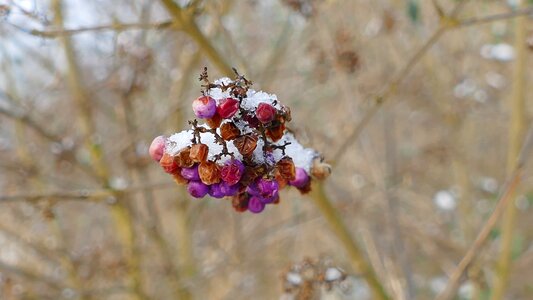 Winter outdoor bush photo