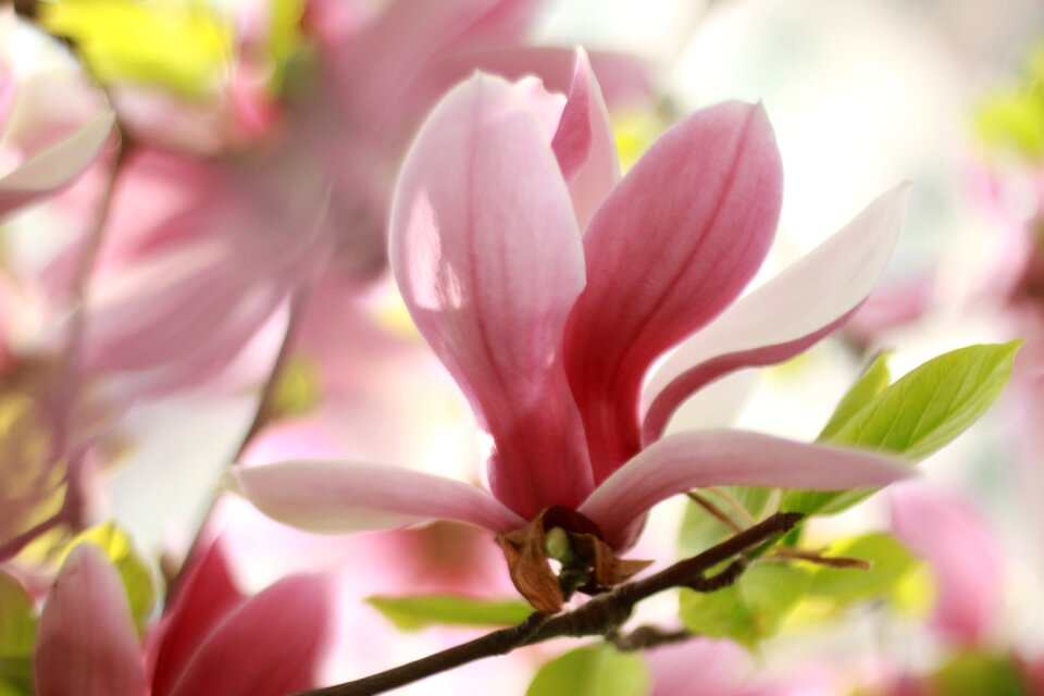 Leaf garden spring flowers