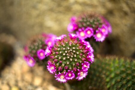 Cactus plant flower