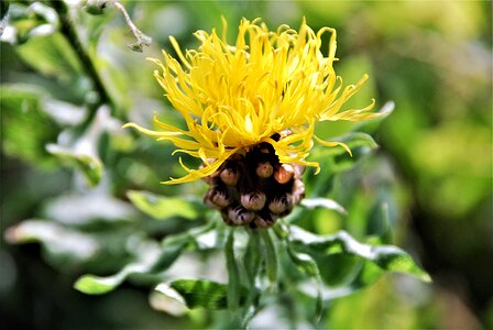 Yellow yellow flower plant