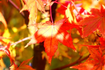 Fall foliage fall color maple