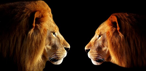 Face-to-face combat young lion photo